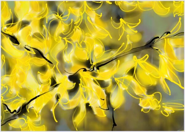 Forsythia - immagine 2