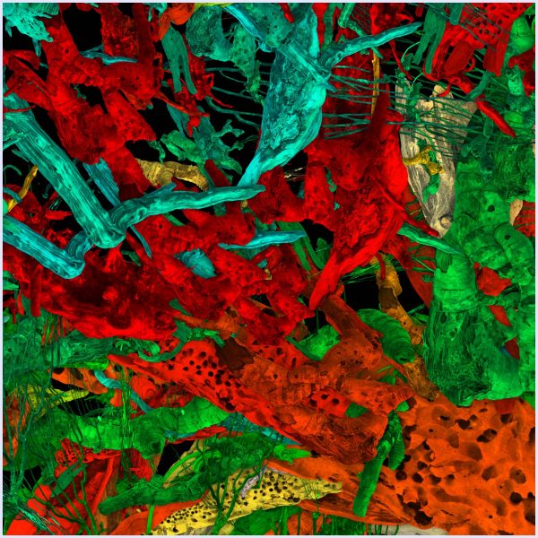 Bosco Pop - immagine 3