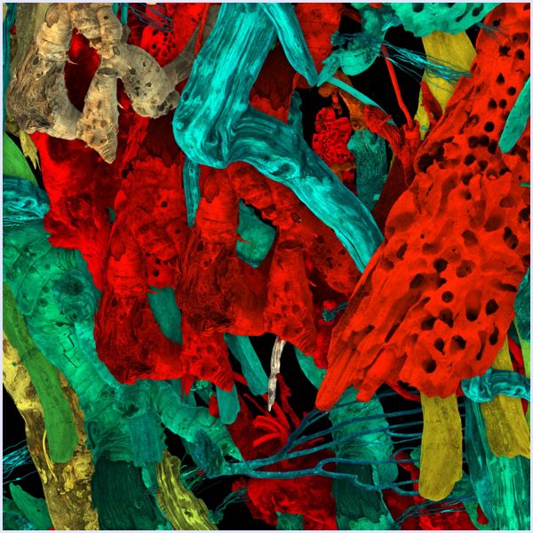 Bosco Pop - immagine 2
