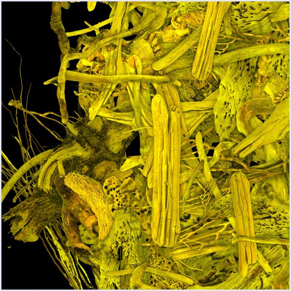Bosco - Image 4