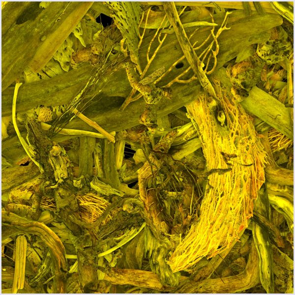 Bosco - Image 3