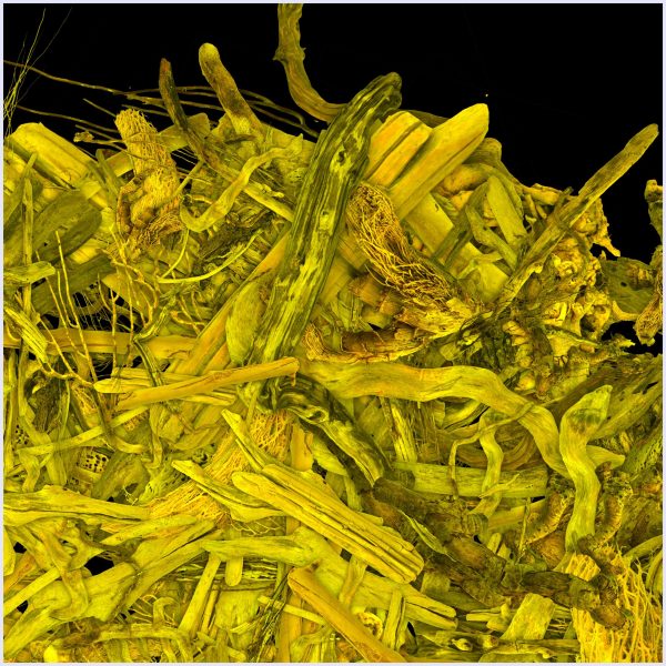 Bosco - Image 2