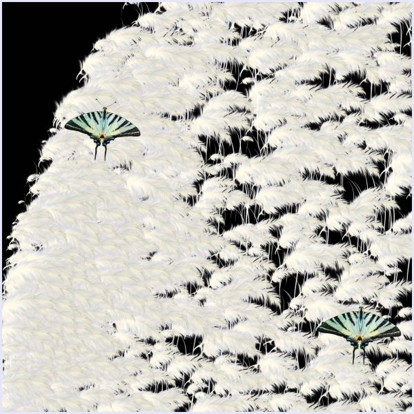 Calamus - Image 3
