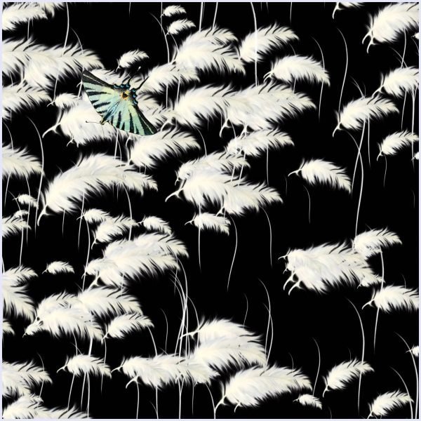 Calamus - Image 2