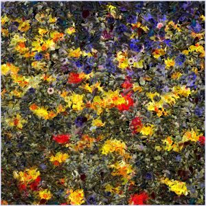champ de fleur