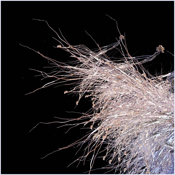 Luna antiqua - Image 2