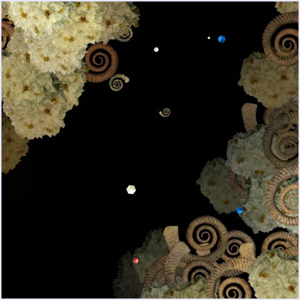 Petraconchis - immagine 3