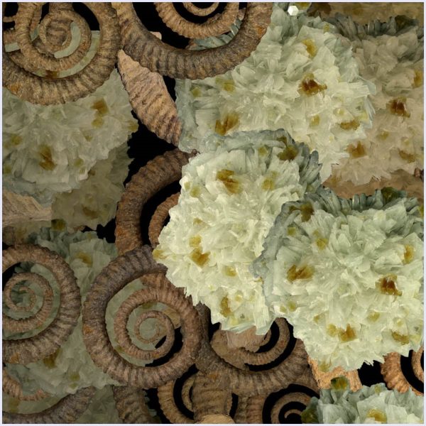 Petraconchis - immagine 2