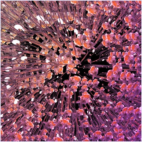 Supernavae - immagine 3