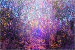 Elemental Forest