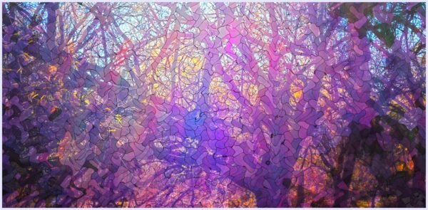 Elemental Forest - immagine 2
