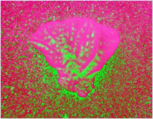 Petal pink