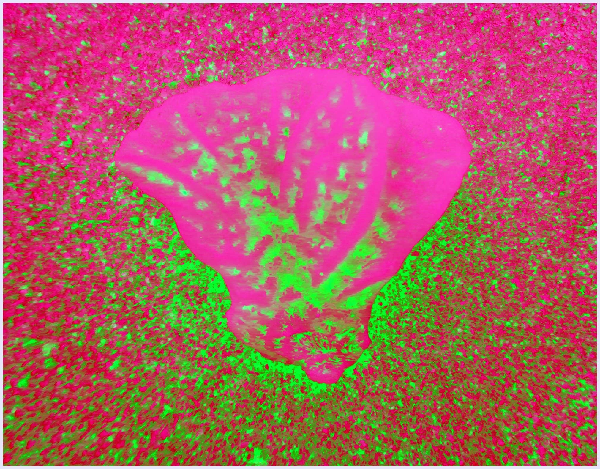 Petal pink