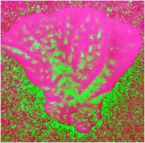 Petal pink - Image 2