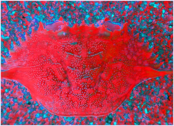 Crabbie red - Image 2