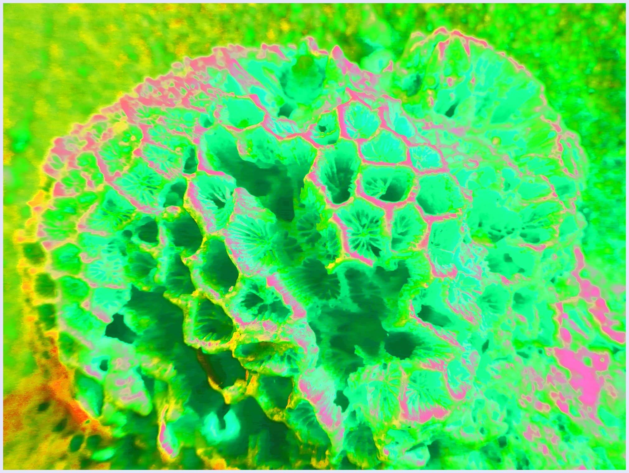 Honey, Honey comb and the sea