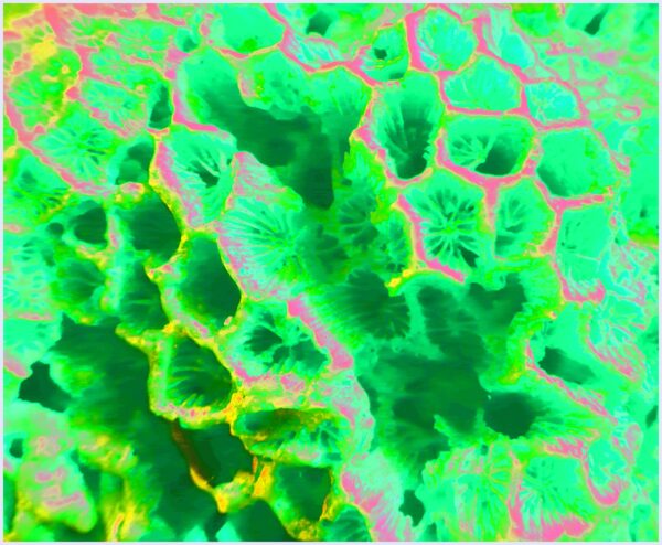 Honey, Honeycomb and the sea - immagine 2